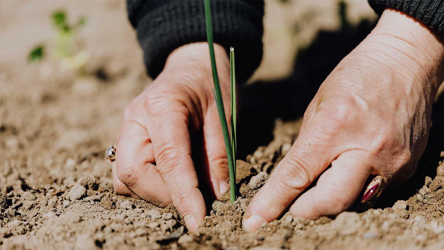 dieBasis - Eure Spende hilft uns wie ein Baum zu wachsen